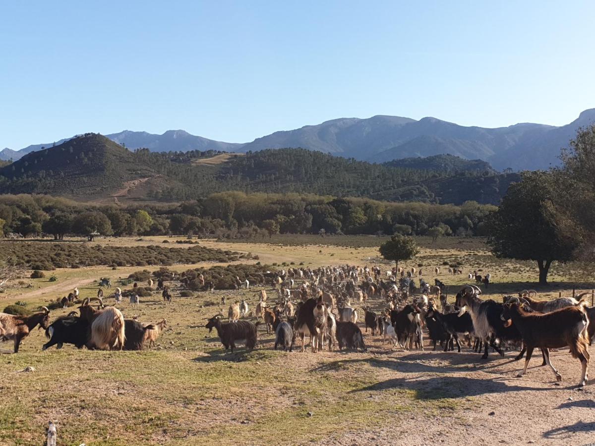 Vila Pianotolinca - Centru Di Corsica Moltifao Exteriér fotografie